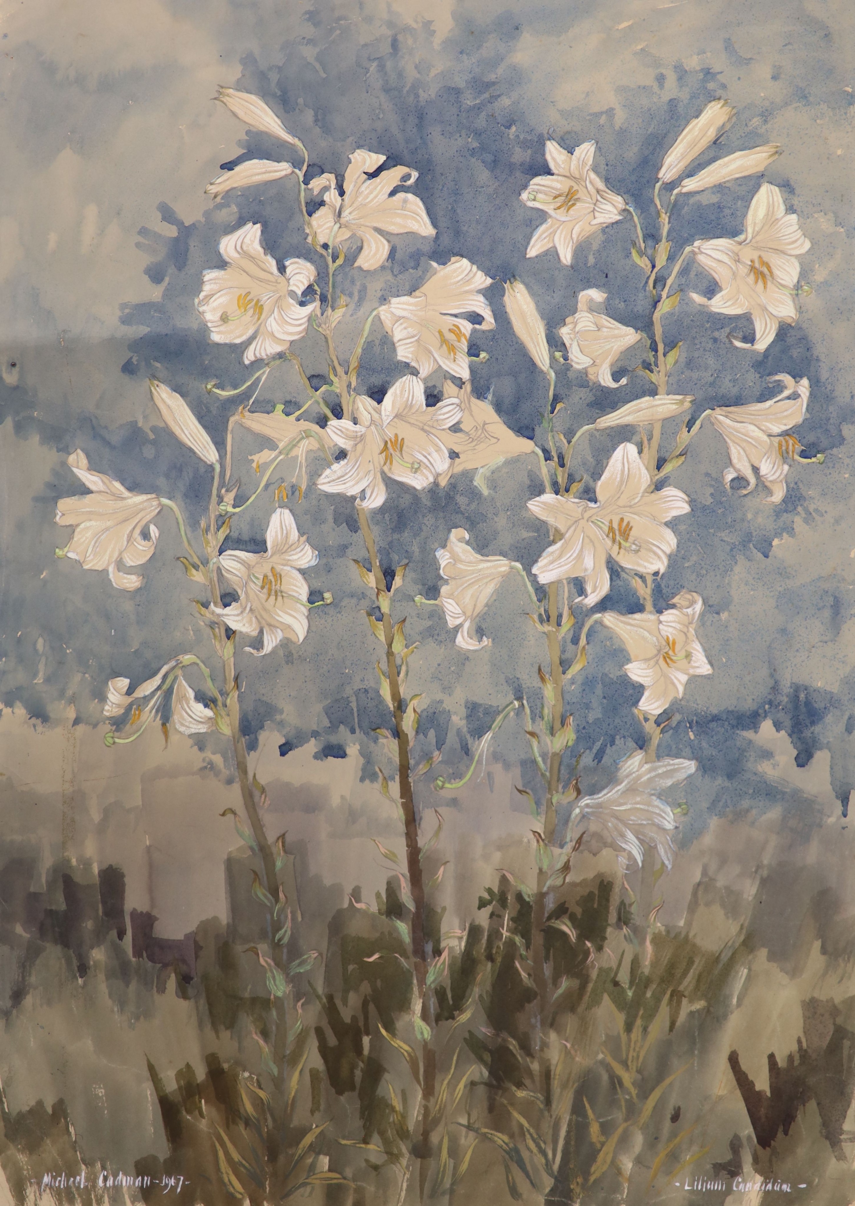 Michael Lawrence Cadman (1920-2010), small group of unframed watercolours, Botanical studies, largest 78 x 58cm